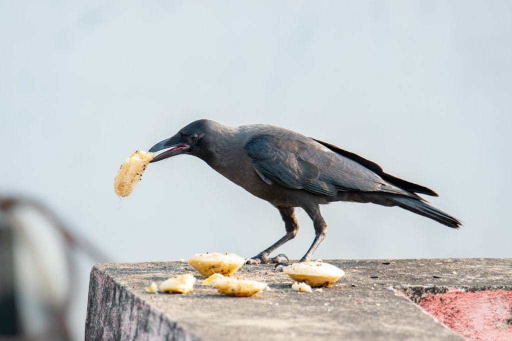 Koje su najinteligentnije životinje na svijetu Koje su najinteligentnije životinje na svijetu
