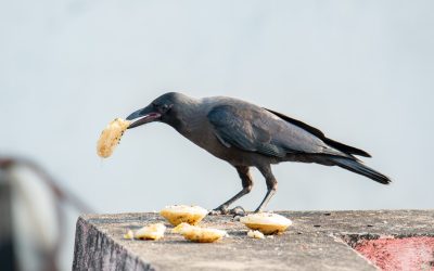 Koje su najinteligentnije životinje na svijetu