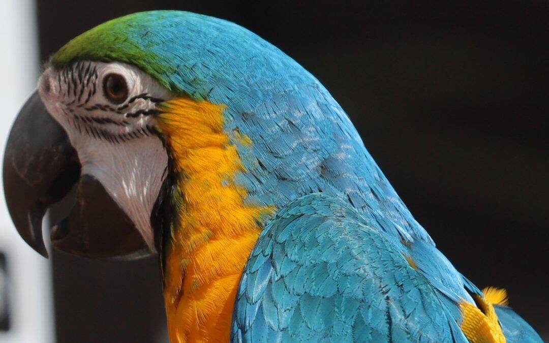 Zašto ptice pjevaju i što njihov pjev znači